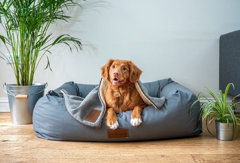 Pet Ownership Unleashed: How the Family Law Act Amendments Will Impact Pets